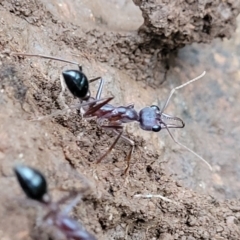 Myrmecia sp. (genus) (Bull ant or Jack Jumper) at Reidsdale, NSW - 9 Jan 2022 by trevorpreston