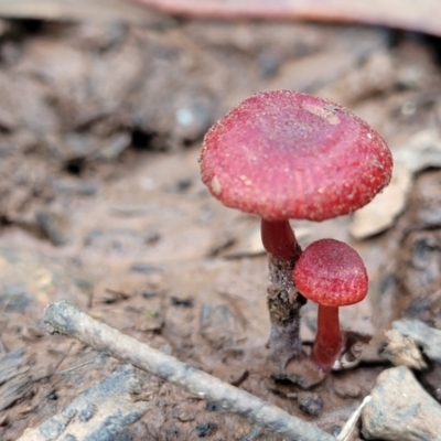 Hygrocybe sp. ‘red’ (A Waxcap) at Reidsdale, NSW - 9 Jan 2022 by trevorpreston