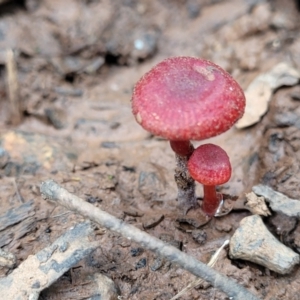 Hygrocybe sp. ‘red’ at Reidsdale, NSW - 9 Jan 2022 01:08 PM