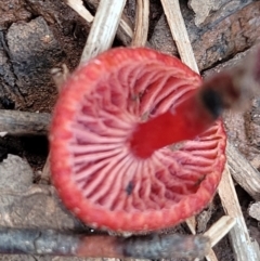 Hygrocybe sp. ‘red’ at Reidsdale, NSW - 9 Jan 2022 01:08 PM