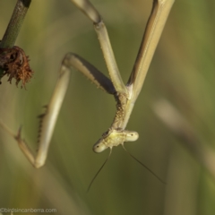 Tenodera australasiae (Purple-winged mantid) at Lake George, NSW - 2 Jan 2022 by JonSteinbeck