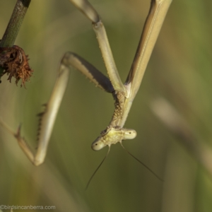 Tenodera australasiae at Lake George, NSW - 2 Jan 2022 06:36 AM