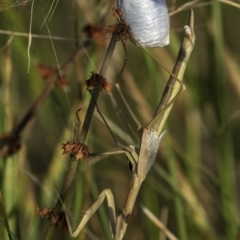 Tenodera australasiae at Lake George, NSW - 2 Jan 2022 06:36 AM