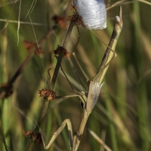 Tenodera australasiae at Lake George, NSW - 2 Jan 2022 06:36 AM