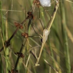 Tenodera australasiae at Lake George, NSW - 2 Jan 2022 06:36 AM