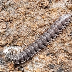 Dalodesmidae (family) (Dalodesmid flat-backed millipede) at Reidsdale, NSW - 9 Jan 2022 by trevorpreston