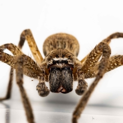 Neosparassus calligaster (Beautiful Badge Huntsman) at Jerrabomberra, NSW - 8 Nov 2021 by MarkT