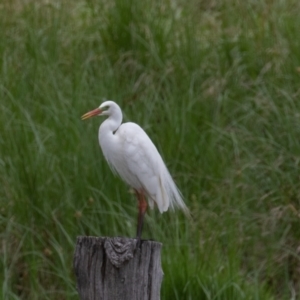 Ardea plumifera at Fyshwick, ACT - 9 Jan 2022 01:16 PM