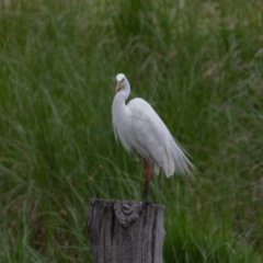 Ardea plumifera at Fyshwick, ACT - 9 Jan 2022 01:16 PM