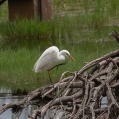 Ardea plumifera at Fyshwick, ACT - 9 Jan 2022 01:16 PM