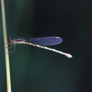 Austrolestes leda at Cook, ACT - 8 Jan 2022