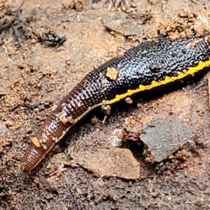 Hirudinidae sp. (family) at Reidsdale, NSW - 9 Jan 2022