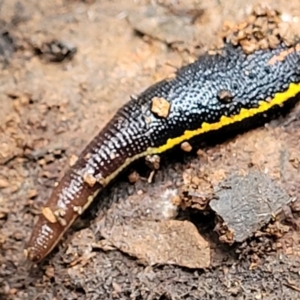 Hirudinidae sp. (family) at Reidsdale, NSW - 9 Jan 2022