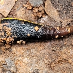 Hirudinidae sp. (family) at Reidsdale, NSW - 9 Jan 2022