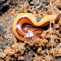Anzoplana trilineata (A Flatworm) at Reidsdale, NSW - 9 Jan 2022 by trevorpreston
