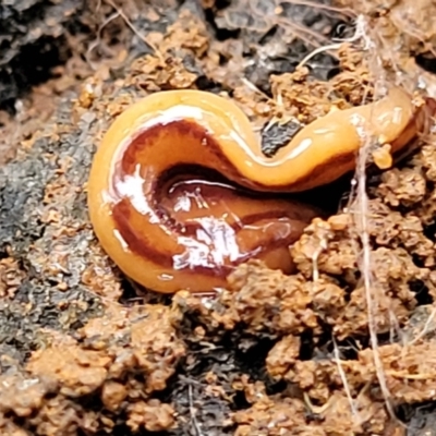 Anzoplana trilineata (A Flatworm) at Reidsdale, NSW - 9 Jan 2022 by trevorpreston