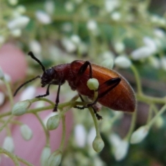 Ecnolagria grandis (Honeybrown beetle) at Bicentennial Park - 8 Jan 2022 by Paul4K