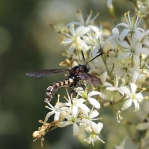 Miltinus sp. (genus) at Cook, ACT - 8 Jan 2022