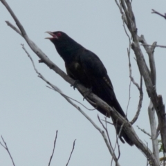 Eudynamys orientalis (Pacific Koel) at Queanbeyan West, NSW - 8 Jan 2022 by Paul4K