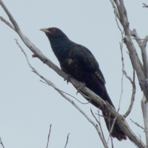 Eudynamys orientalis at Queanbeyan West, NSW - 9 Jan 2022