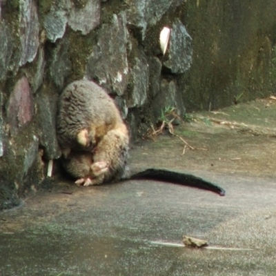 Trichosurus vulpecula (Common Brushtail Possum) at Lawnton, QLD - 12 Feb 2006 by AlisonMilton