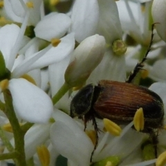 Phyllotocus navicularis (Nectar scarab) at Bicentennial Park - 8 Jan 2022 by Paul4K