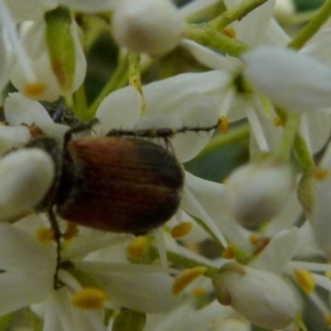 Phyllotocus navicularis at QPRC LGA - 9 Jan 2022