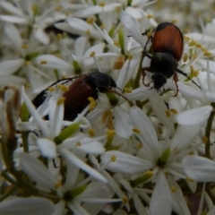 Phyllotocus navicularis at QPRC LGA - 9 Jan 2022