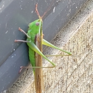 Conocephalus semivittatus at Holt, ACT - 9 Jan 2022