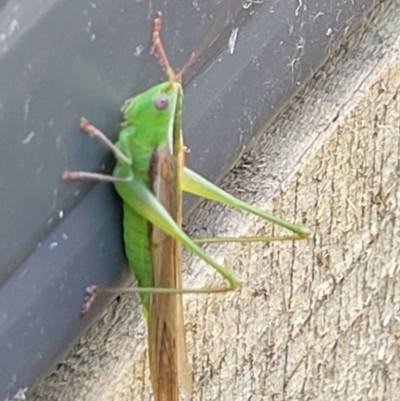 Conocephalus semivittatus (Meadow katydid) at Holt, ACT - 9 Jan 2022 by trevorpreston