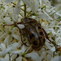 Neorrhina punctata (Spotted flower chafer) at Bicentennial Park - 8 Jan 2022 by Paul4K
