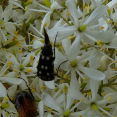 Mordella dumbrelli (Dumbrell's Pintail Beetle) at Bicentennial Park - 8 Jan 2022 by Paul4K