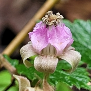 Rubus parvifolius at Monga, NSW - 9 Jan 2022 12:54 PM