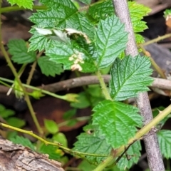 Rubus parvifolius at Monga, NSW - 9 Jan 2022 12:54 PM