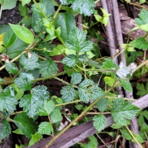 Rubus parvifolius at Monga, NSW - 9 Jan 2022 12:54 PM