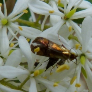 Nemophora (genus) at Queanbeyan West, NSW - 9 Jan 2022 08:38 AM