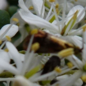 Nemophora (genus) at Queanbeyan West, NSW - 9 Jan 2022 08:38 AM