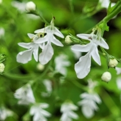 Teucrium corymbosum (Forest Germander) at Monga, NSW - 9 Jan 2022 by tpreston