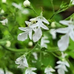 Teucrium corymbosum at Monga, NSW - 9 Jan 2022 12:53 PM