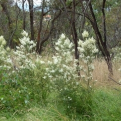 Bursaria spinosa (Native Blackthorn, Sweet Bursaria) at Queanbeyan West, NSW - 9 Jan 2022 by Paul4K