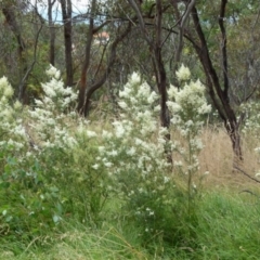 Bursaria spinosa (Native Blackthorn, Sweet Bursaria) at Bicentennial Park - 8 Jan 2022 by Paul4K