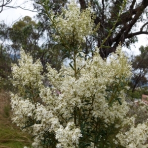 Bursaria spinosa at Queanbeyan West, NSW - 9 Jan 2022