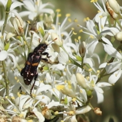 Eleale pulchra (Clerid beetle) at Cook, ACT - 8 Jan 2022 by Tammy