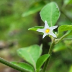 Solanum chenopodioides (Whitetip Nightshade) at Monga, NSW - 9 Jan 2022 by trevorpreston