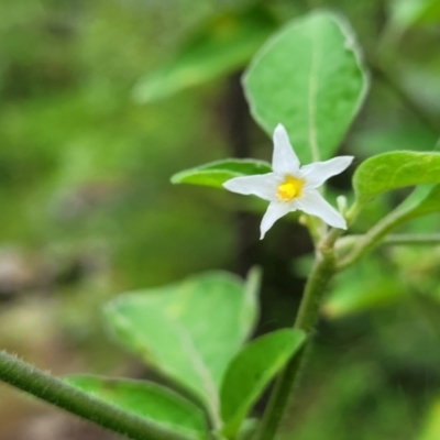 Solanum chenopodioides (Whitetip Nightshade) at Monga, NSW - 9 Jan 2022 by trevorpreston