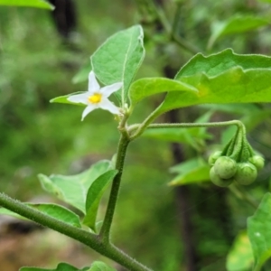 Solanum chenopodioides at Monga, NSW - 9 Jan 2022 12:52 PM