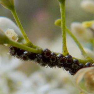 Oechalia schellenbergii at Queanbeyan West, NSW - 9 Jan 2022