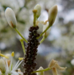 Oechalia schellenbergii at Queanbeyan West, NSW - 9 Jan 2022