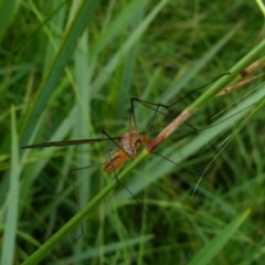 Unidentified Crane fly, midge, mosquito or gnat (several families) at Bicentennial Park - 8 Jan 2022 by Paul4K