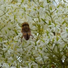 Eristalinus punctulatus at Queanbeyan West, NSW - 9 Jan 2022 08:56 AM